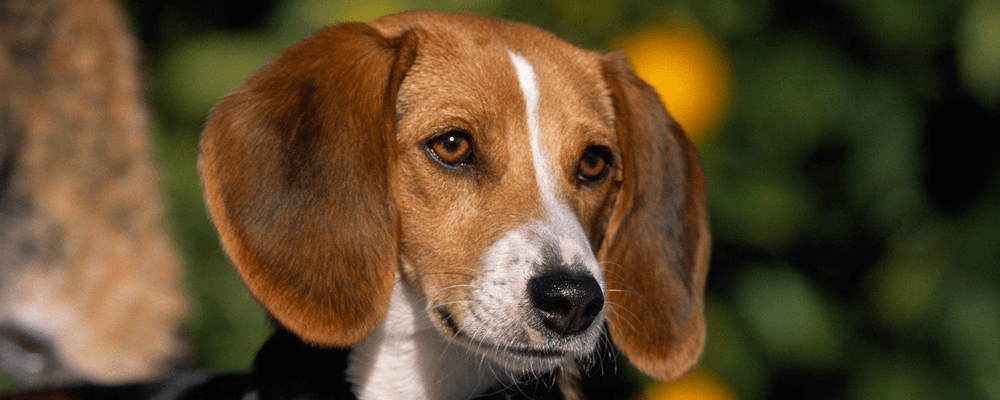 are english foxhound good with kids