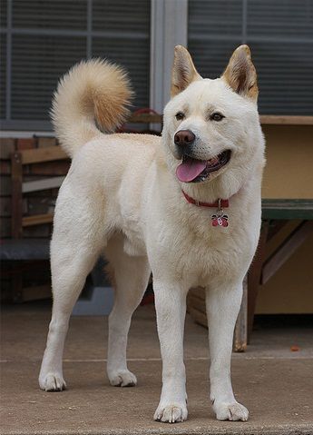 Korean Jindo Dog | Korean Jindo Dog Breed | Korean Jindo Information