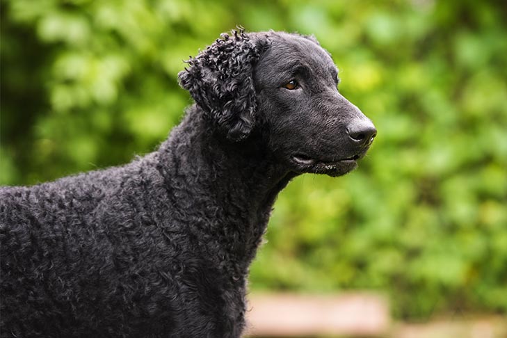Curly Coated Retriever Breed, How Long Do Curly Coated Retrievers Live