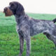 German Wirehaired Pointing Dog