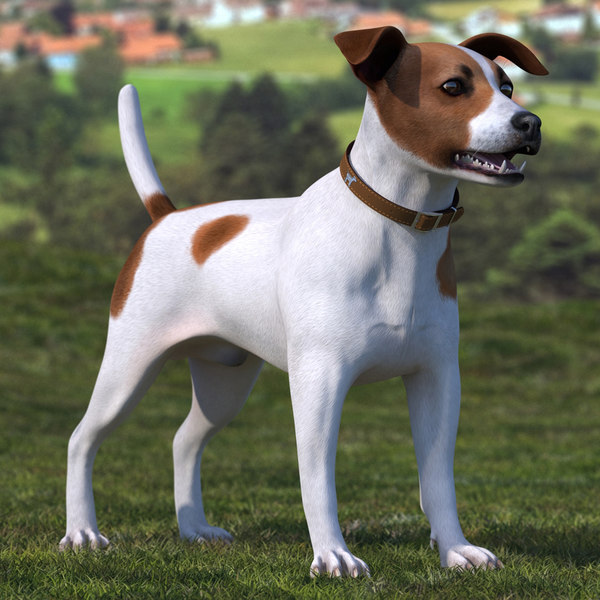 Russell terrier jack Jack Russell
