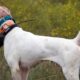 Are Training Shock collars safe for Dogs?
