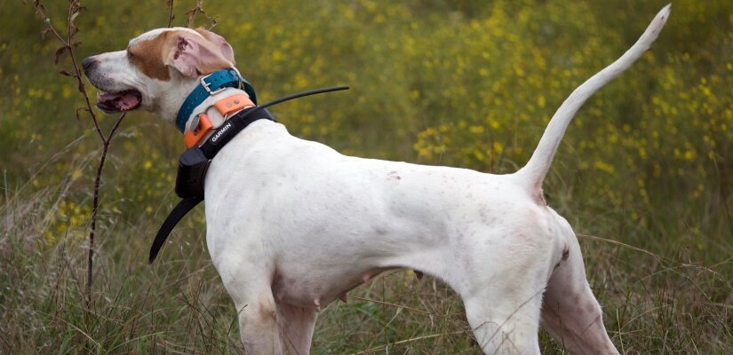 Are Training Shock collars safe for Dogs?