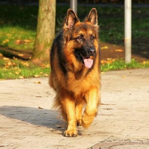 German Dog