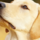 5 reasons to get a Labrador Retriever