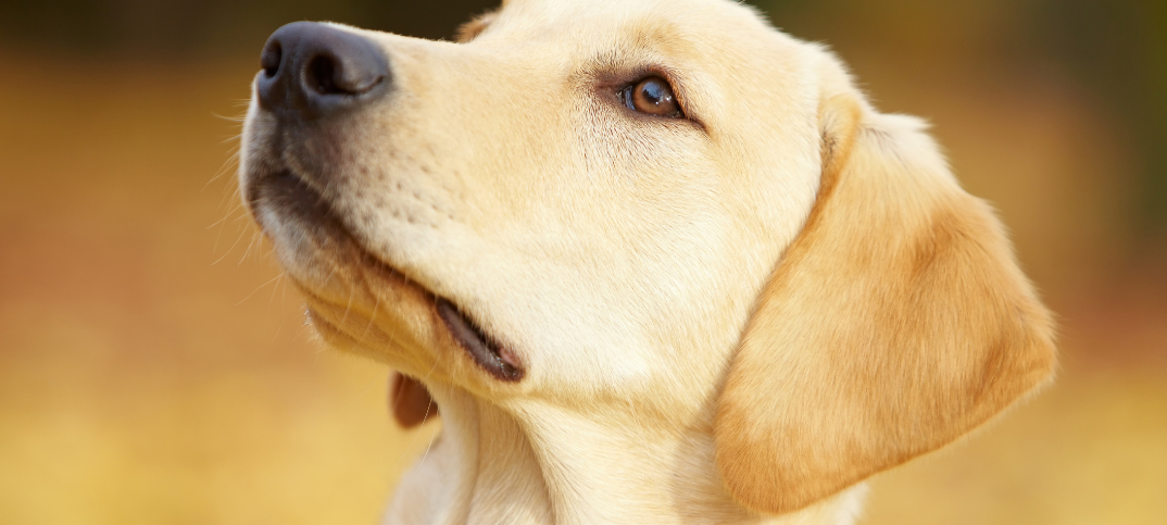5 reasons to get a Labrador Retriever