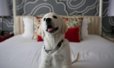 The nicest dog hotels in the Netherlands