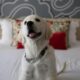 The nicest dog hotels in the Netherlands