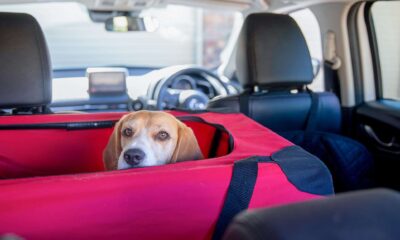 Why is a safe car seat so important when driving with the dog in the front seat?