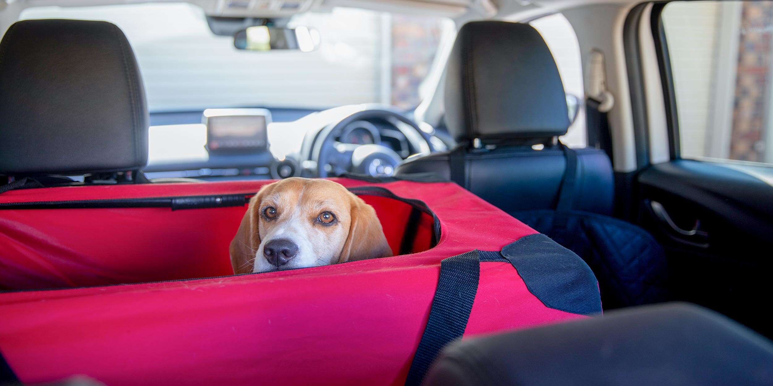 Why is a safe car seat so important when driving with the dog in the front seat?