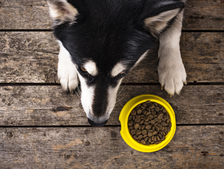 Why grain-free dog food is healthier for your dog