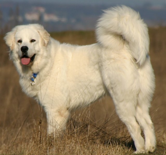 Tatra dog