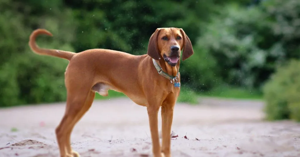 Redbone Coonhound | Redbone Coonhound Information