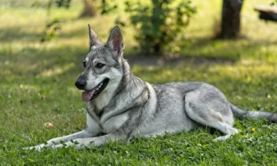 Sarlooswolfdog