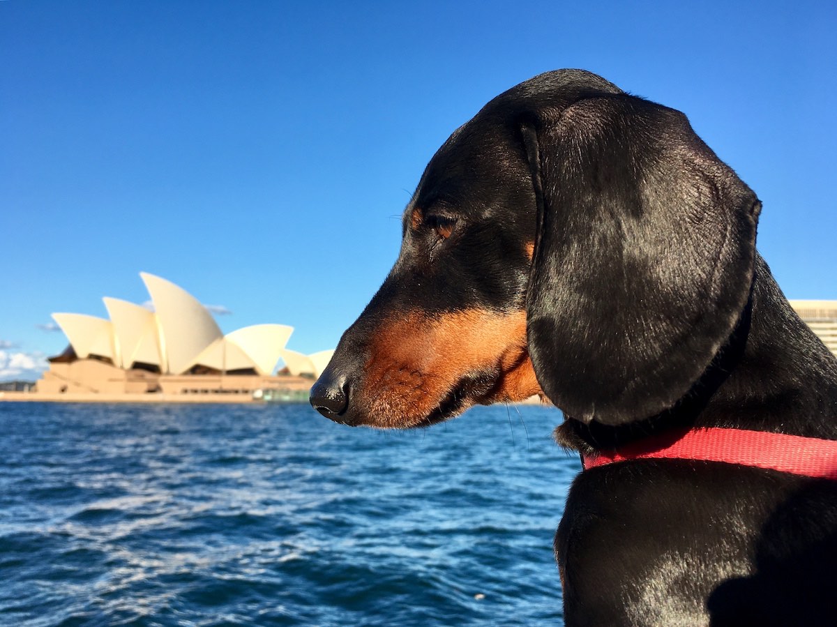 Traveling to Australia with your dog