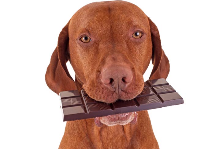 Why is chocolate bad for dogs?