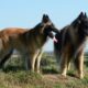 The most popular dog breeds in the Netherlands and Belgium