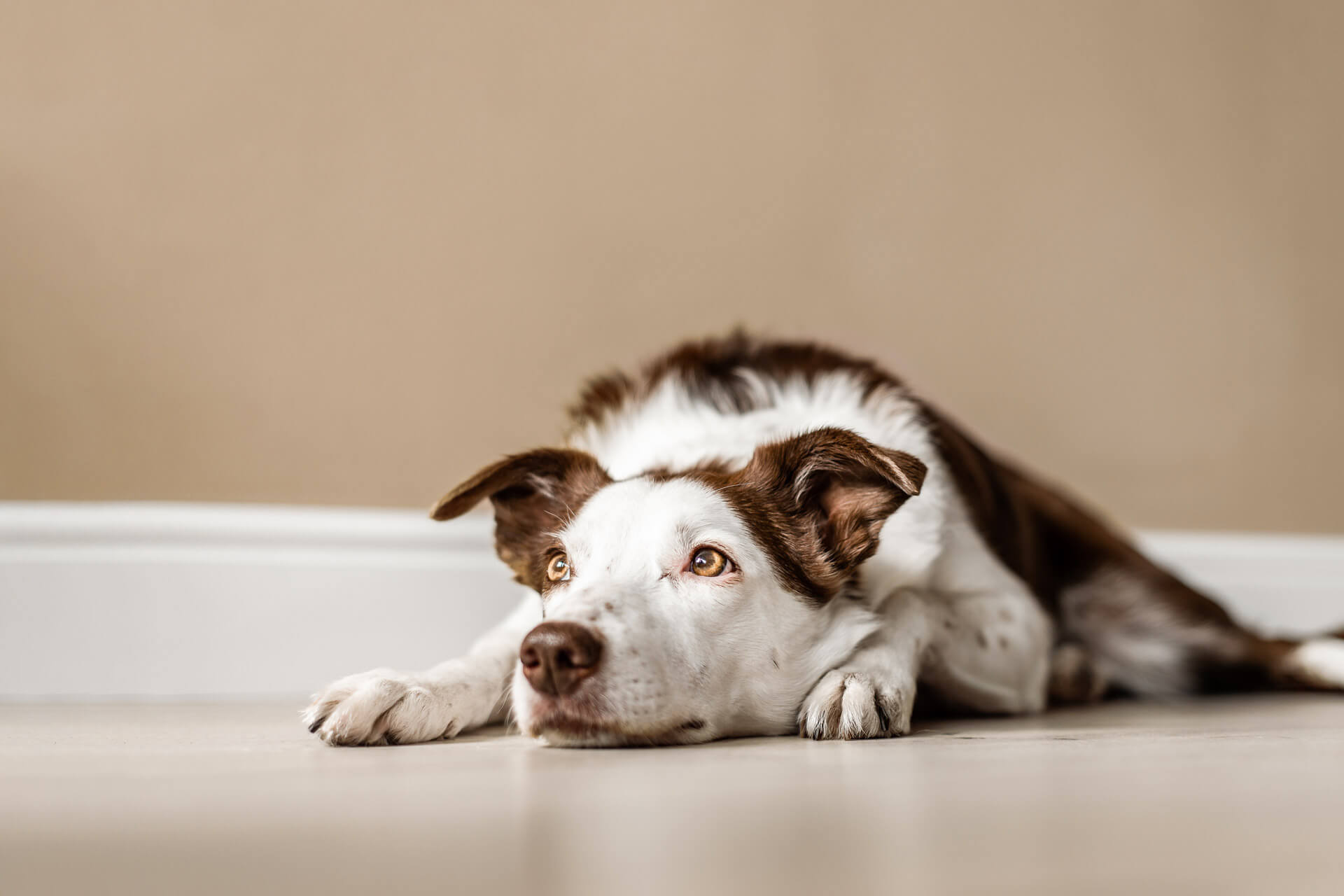 How long can a dog be left alone?
