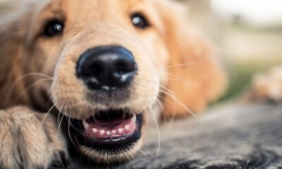 When do dogs exchange teeth?