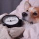 Sense of time in dogs