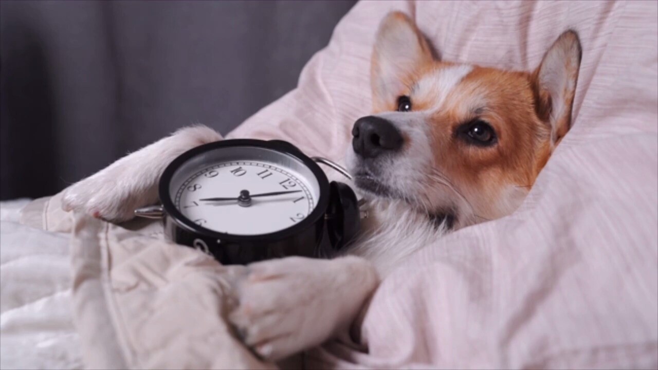 Sense of time in dogs