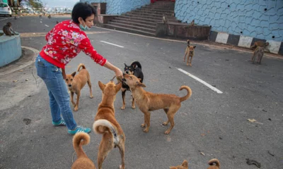 Dogs extremely popular during corona crisis