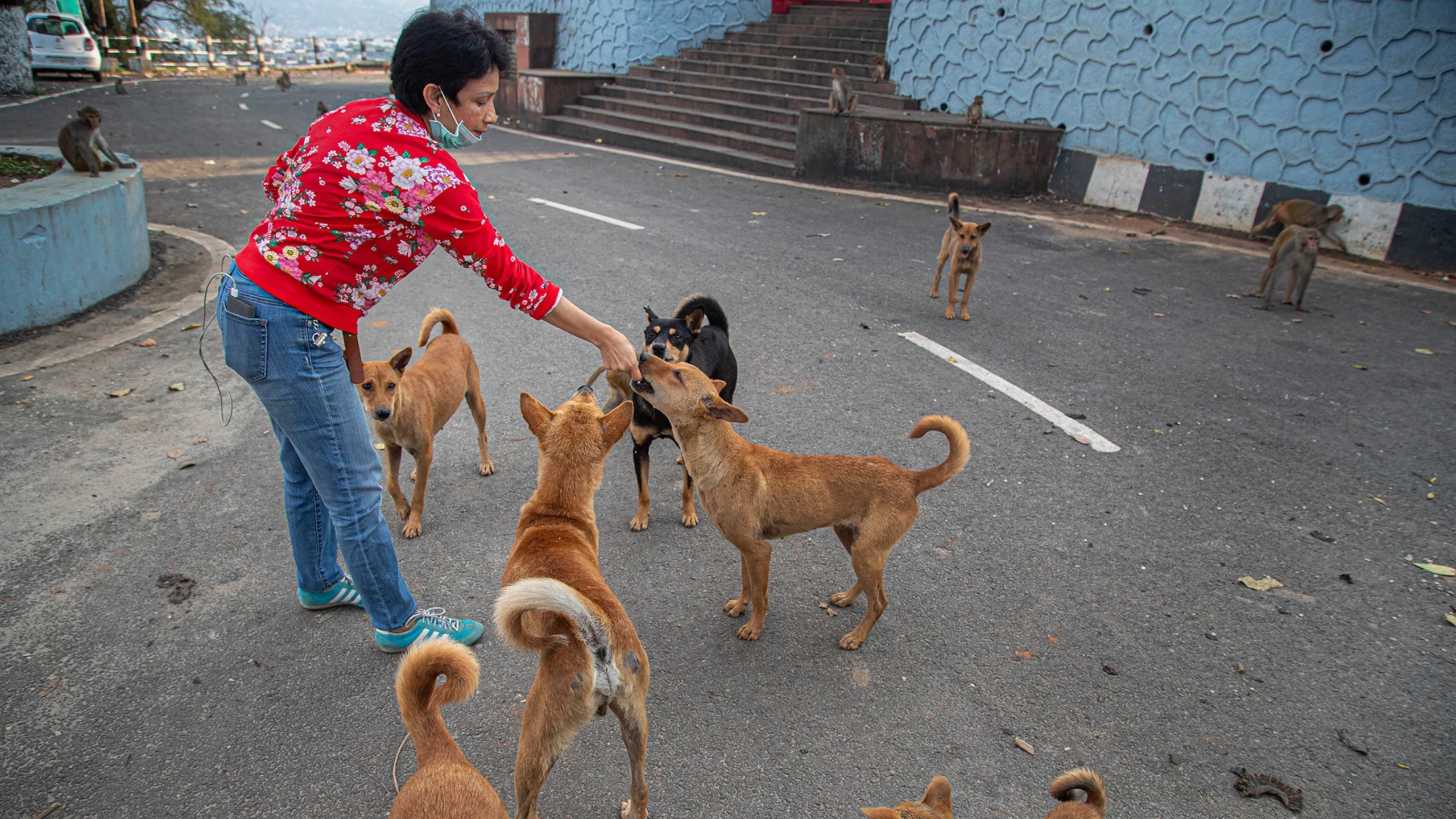 Dogs extremely popular during corona crisis