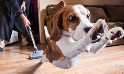 Buy a new vacuum cleaner? As a dog owner you have to pay attention to this