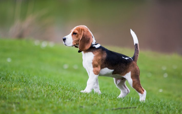 pocket beagle
