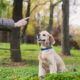 Four tips for new dog owners
