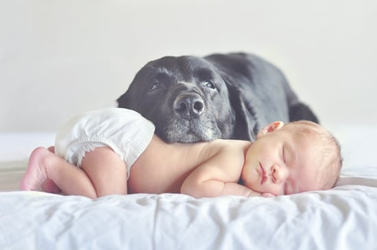 Introducing dog and baby