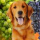 Can a dog eat grapes?