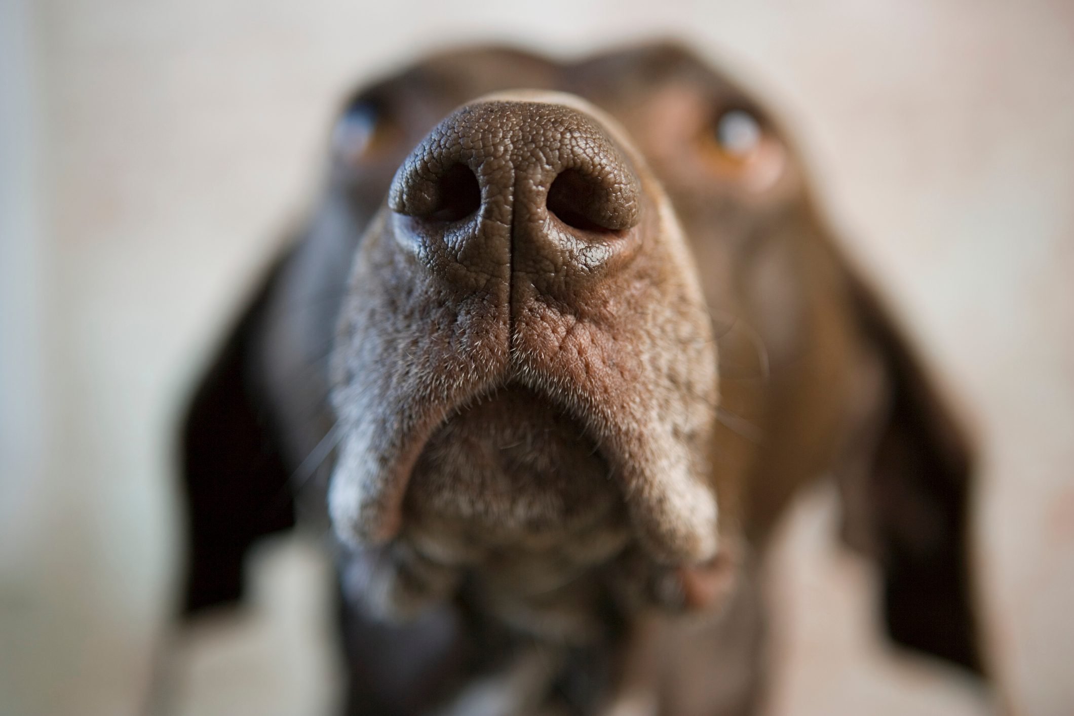 How strong is a dog's nose?