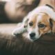 Behavioral Therapy for Dogs