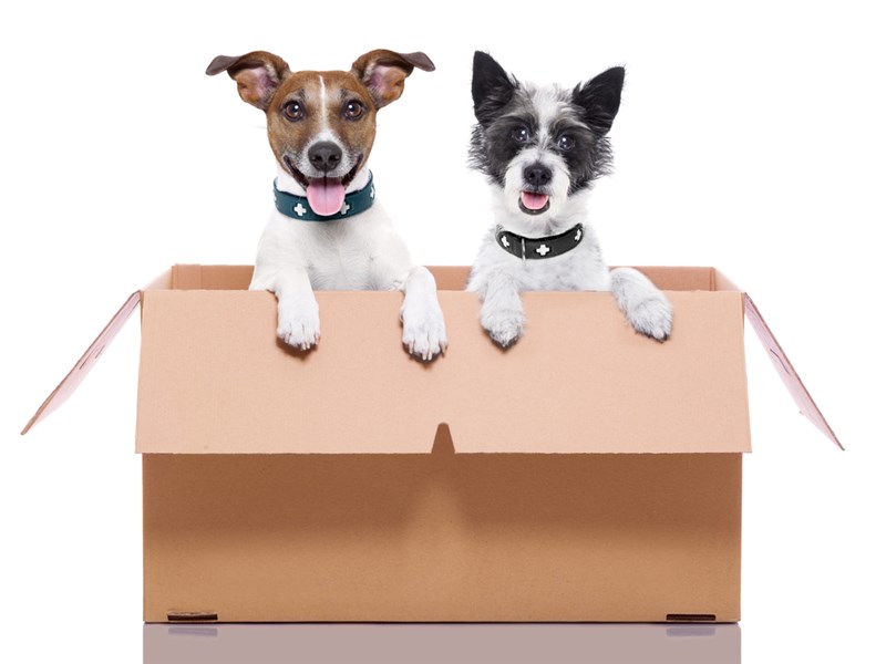 Moving with your dog