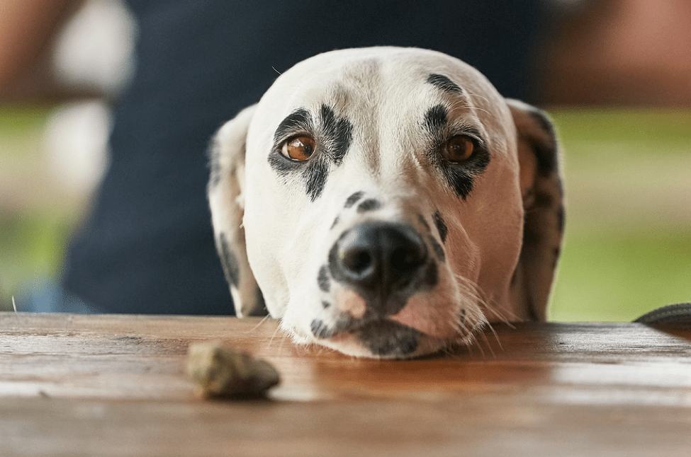 Table Manners for Dogs