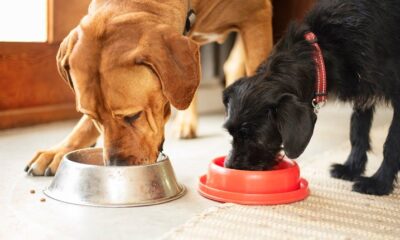 Why special food per dog breed?