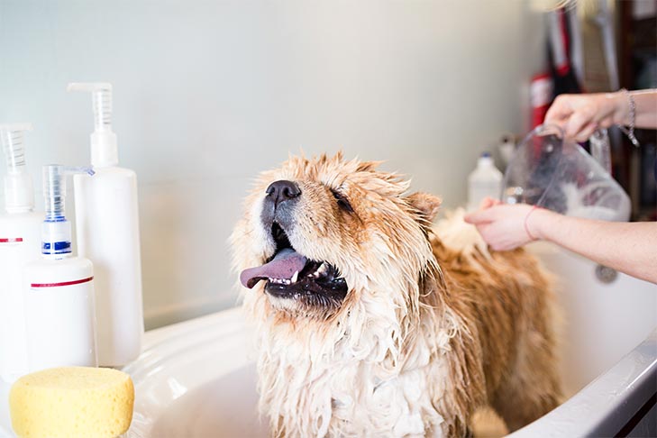 washing your dog