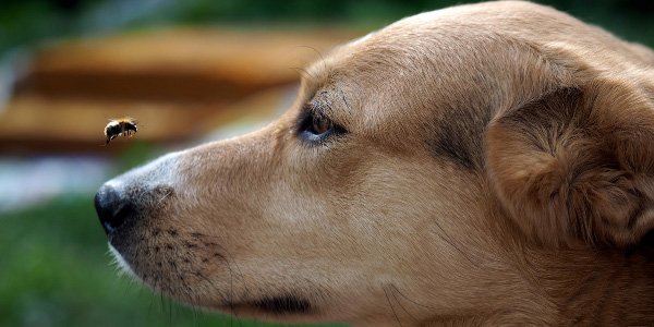 What should I do if my dog ​​has been stung by a wasp or bee?