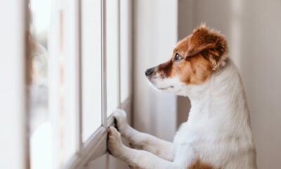 How do you teach a dog to be alone?