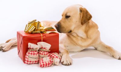 Best Gifts that every Dog lovers will appreciate for their furry.