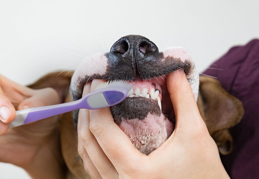 Brushing your dog's teeth