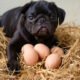 Can a dog eat an egg?