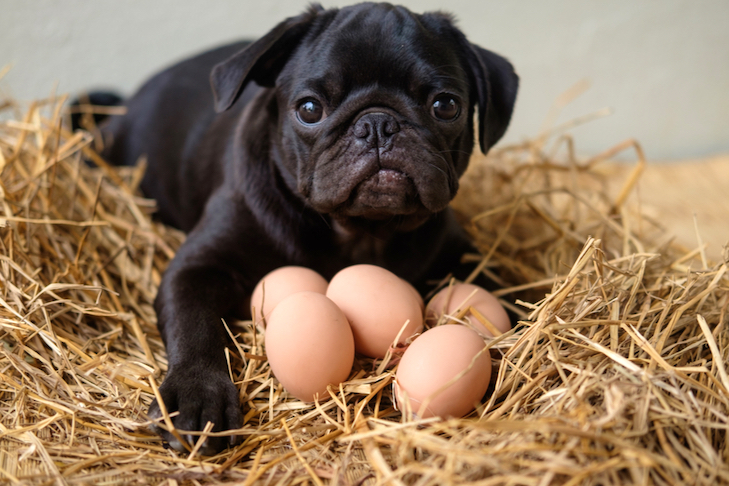 Can a dog eat an egg?