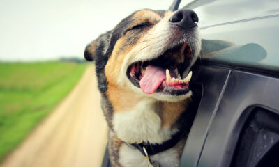 Dog in the car