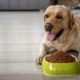 The most common dog food mistakesThe most common dog food mistakes