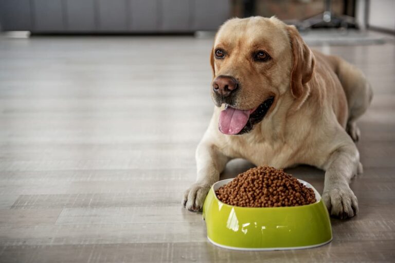 The most common dog food mistakesThe most common dog food mistakes