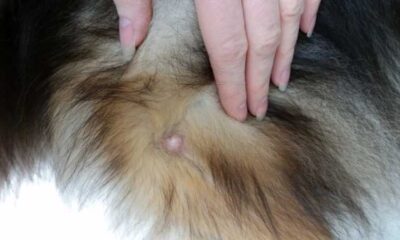 Mast Cell Tumor in Dogs
