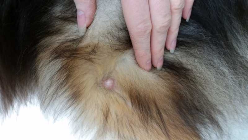 Mast Cell Tumor in Dogs