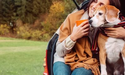 Travel safely with your dog